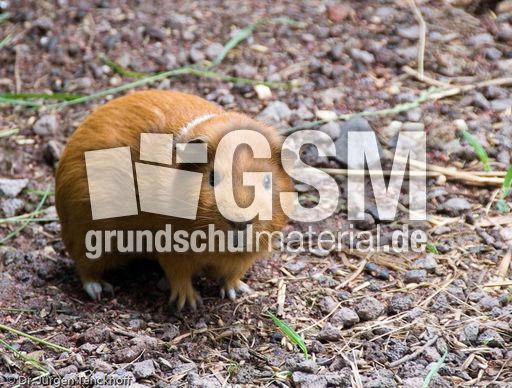 Meerschweinchen (1 von 3).jpg